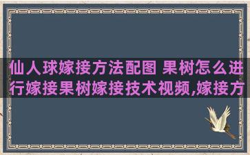 仙人球嫁接方法配图 果树怎么进行嫁接果树嫁接技术视频,嫁接方法图解